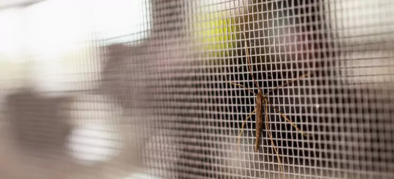 Repair Mosquito Mesh For Windows in Oakley, CA